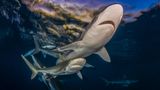 Seidenhaie patrouillieren im Licht der untergehenden Sonne im flachen Wasser der Küste vor der Karibikinsel Kuba. Das Foto von Byron Conroy schaffte es im Wettbewerb Ocean Art 2025 auf den ersten Platz in der Kategorie "Weitwinkel".