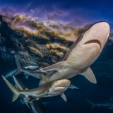 Seidenhaie patrouillieren im Licht der untergehenden Sonne im flachen Wasser der Küste vor der Karibikinsel Kuba. Das Foto von Byron Conroy schaffte es im Wettbewerb Ocean Art 2025 auf den ersten Platz in der Kategorie "Weitwinkel".