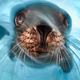 Isla Santa Margarita, Mexiko: Mit einer langen Belichtung gelang es dem Fotografen, die Neugierde und Agilität dieses jungen, verspielten Seelöwen einzufangen – und das Flüchtige des Augenblicks. Zu Recht erhielt das Foto eine lobende Erwähnung in der Rubrik "Porträt".