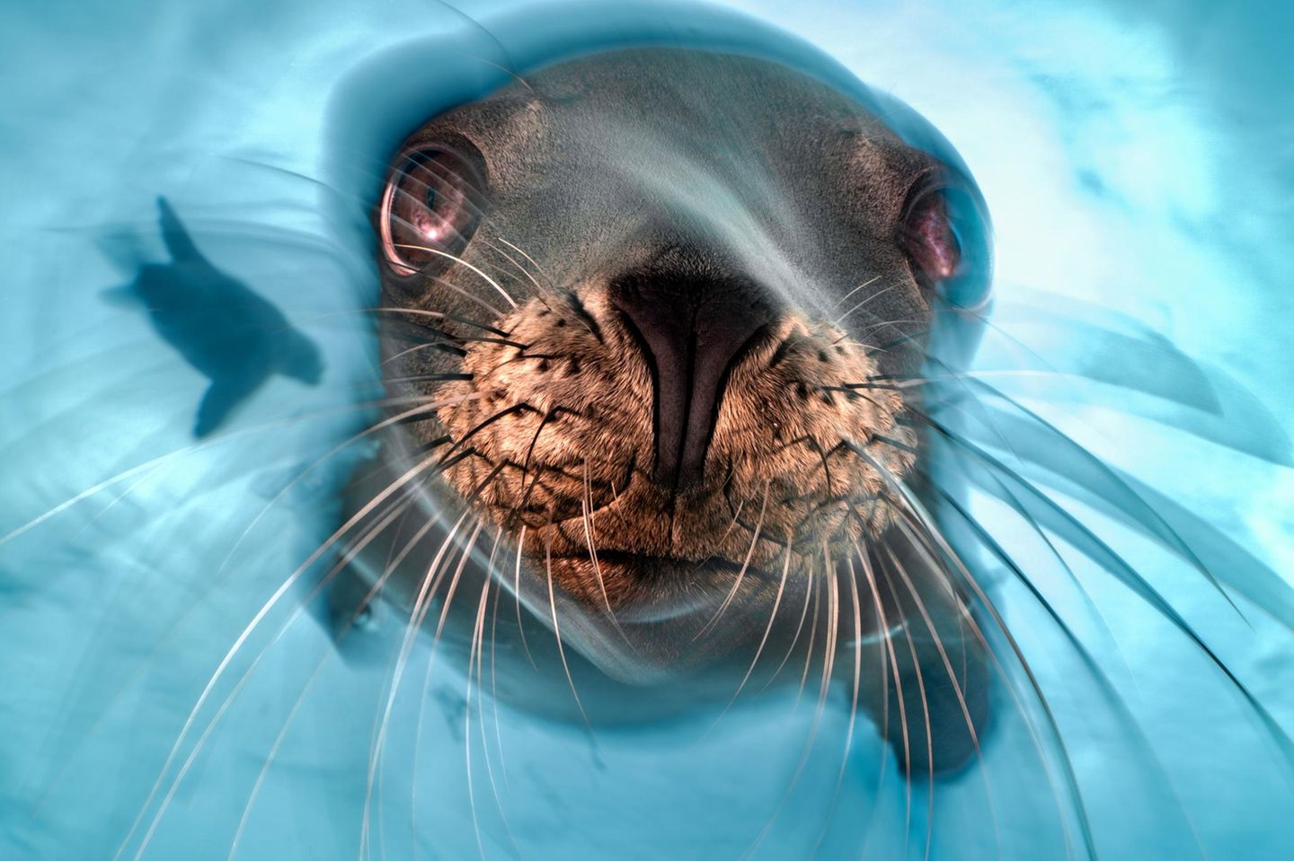Isla Santa Margarita, Mexiko: Mit einer langen Belichtung gelang es dem Fotografen, die Neugierde und Agilität dieses jungen, verspielten Seelöwen einzufangen – und das Flüchtige des Augenblicks. Zu Recht erhielt das Foto eine lobende Erwähnung in der Rubrik "Porträt".