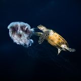 Zufällig, am Ende eines Tauchgangs vor der Küste der malaysischen Insel Tenggol, wurde Mohd Shakir Zeuge dieser ungewöhnlichen Szene: Ohne sich von dem Unterwasserfotografen stören zu lassen, beißt eine Echte Karettschildkröte Stücke aus einer treibenden Qualle. "Die Szene spielte sich ganz natürlich ab – keine Interaktion, keine Störung, nur ein kurzer Einblick in das empfindliche, ausgewogene Ökosystem des Meereslebens", schreibt Shakir zu seinem Bild, mit dem er in der Kategorie "Compact Behavior" den dritten Platz belegt.