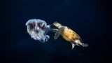 Zufällig, am Ende eines Tauchgangs vor der Küste der malaysischen Insel Tenggol, wurde Mohd Shakir Zeuge dieser ungewöhnlichen Szene: Ohne sich von dem Unterwasserfotografen stören zu lassen, beißt eine Echte Karettschildkröte Stücke aus einer treibenden Qualle. "Die Szene spielte sich ganz natürlich ab – keine Interaktion, keine Störung, nur ein kurzer Einblick in das empfindliche, ausgewogene Ökosystem des Meereslebens", schreibt Shakir zu seinem Bild, mit dem er in der Kategorie "Compact Behavior" den dritten Platz belegt.