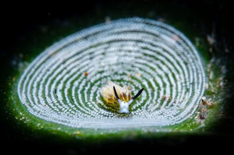 Bei einem Tauchgang nahe der philippinischen Stadt Anilao entdeckte Andrea Michelutti eine Meeresschnecke der Art Costasiella usagi inmitten von Eiern, die eine andere Schneckenart zuvor auf dem Algenblatt hinterlassen hat. Die eigenwillige Choreographie trägt dem Bild den dritten Platz in der Kategorie "Compact Macro" ein.