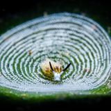 Bei einem Tauchgang nahe der philippinischen Stadt Anilao entdeckte Andrea Michelutti eine Meeresschnecke der Art Costasiella usagi inmitten von Eiern, die eine andere Schneckenart zuvor auf dem Algenblatt hinterlassen hat. Die eigenwillige Choreographie trägt dem Bild den dritten Platz in der Kategorie "Compact Macro" ein.