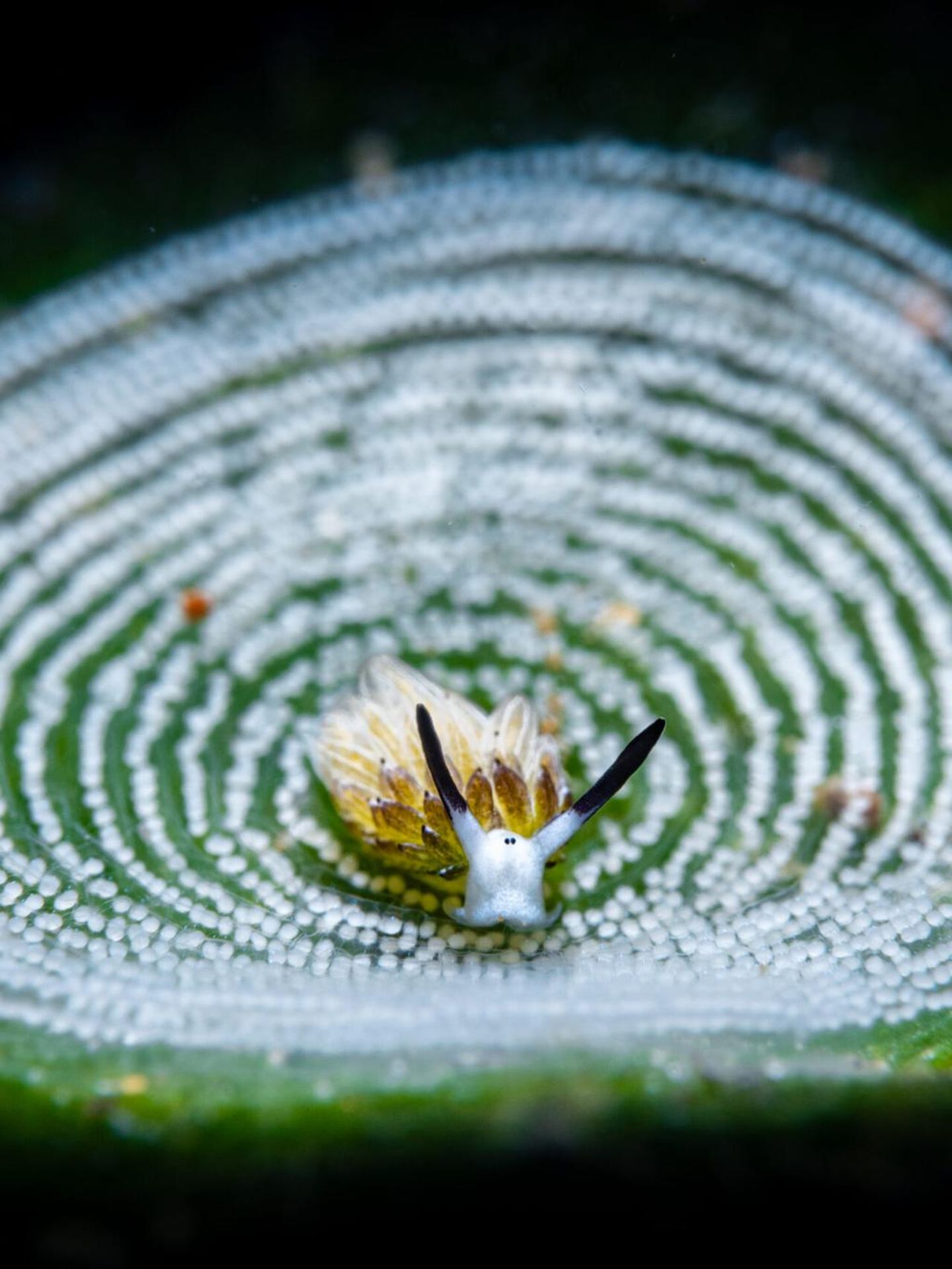 Bei einem Tauchgang nahe der philippinischen Stadt Anilao entdeckte Andrea Michelutti eine Meeresschnecke der Art Costasiella usagi inmitten von Eiern, die eine andere Schneckenart zuvor auf dem Algenblatt hinterlassen hat. Die eigenwillige Choreographie trägt dem Bild den dritten Platz in der Kategorie "Compact Macro" ein.