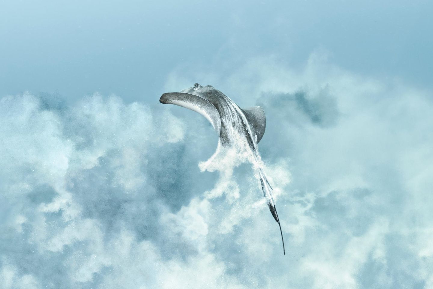 Rochen sind perfekt an das Leben am Meeresgrund angepasst. Werden sie gestört oder bedroht, flüchten sie in einer Wolke aus aufgewirbeltem Sand und Schlamm. So wie dieser Stechrochen am Francesa-Riff vor der Küste Mexikos. Mit der Aufnahme gewinnt die Fotografin den dritten Platz in der Kategorie "Underwater Digital Art".  