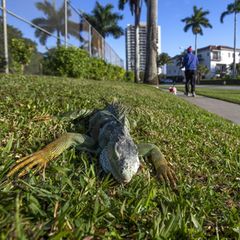 Historische Kälte: Erstarrte Leguane fallen in Florida massenhaft von den Bäumen