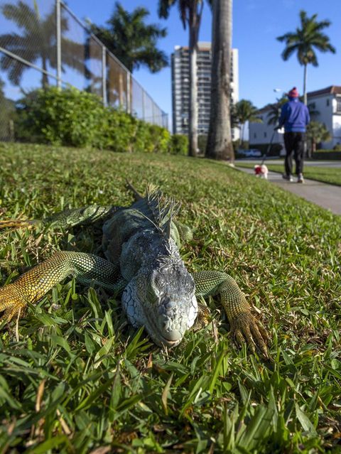 Historische Kälte: Erstarrte Leguane fallen in Florida massenhaft von den Bäumen
