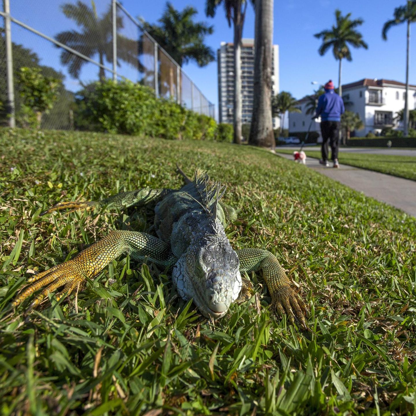 Historische Kälte: Gefrorene Leguane fallen in Florida massenhaft von den Bäumen