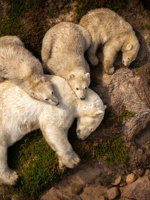 Die warmen Sommermonate stellen die Eisbären auf eine Probe. Das Meereis schmilzt und nimmt ihnen damit den Raum zum Jagen. Auf ihrer Reise entlang der Küste der kanadischen Hudson Bay erlaubt sich diese Mutter mit ihren drei Jungen ein Päuschen. 