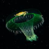 Bei einem nächtlichen Tauchgang in der Lembeh-Straße in Nord-Sulawesi, Indonesien, bietet sich dem Fotografen Chris Gug ein rätselhafter Anblick. Eine leuchtend gelbe Krabbe hat es sich auf dem fragilen Schirm einer Qualle bequem gemacht. Nutzt sie den Schutz der giftigen Tentakeln ihres Vehikels oder hält sie Ausschau nach dem nächsten Leckerbissen? 