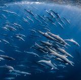 Bei einem Tauchgang unweit der Küste Costa Ricas zogen Dutzende Spinnerdelfine an der Apnoetaucherin Cecile Gabillon vorbei – eine der eindrucksvollsten Begegnungen ihres Lebens, wie die Fotografin später berichtet.