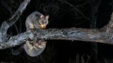 Eigentlich wollte Charls Davis in Miena, einem kleinen Ort im Hochland Tasmaniens, Beutelmarder fotografieren. Stattdessen fing seine Kamerafalle diese beiden Fuchskusus (Trichosurus vulpecula) ein. 