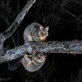 Eigentlich wollte Charls Davis in Miena, einem kleinen Ort im Hochland Tasmaniens, Beutelmarder fotografieren. Stattdessen fing seine Kamerafalle diese beiden Fuchskusus (Trichosurus vulpecula) ein. 