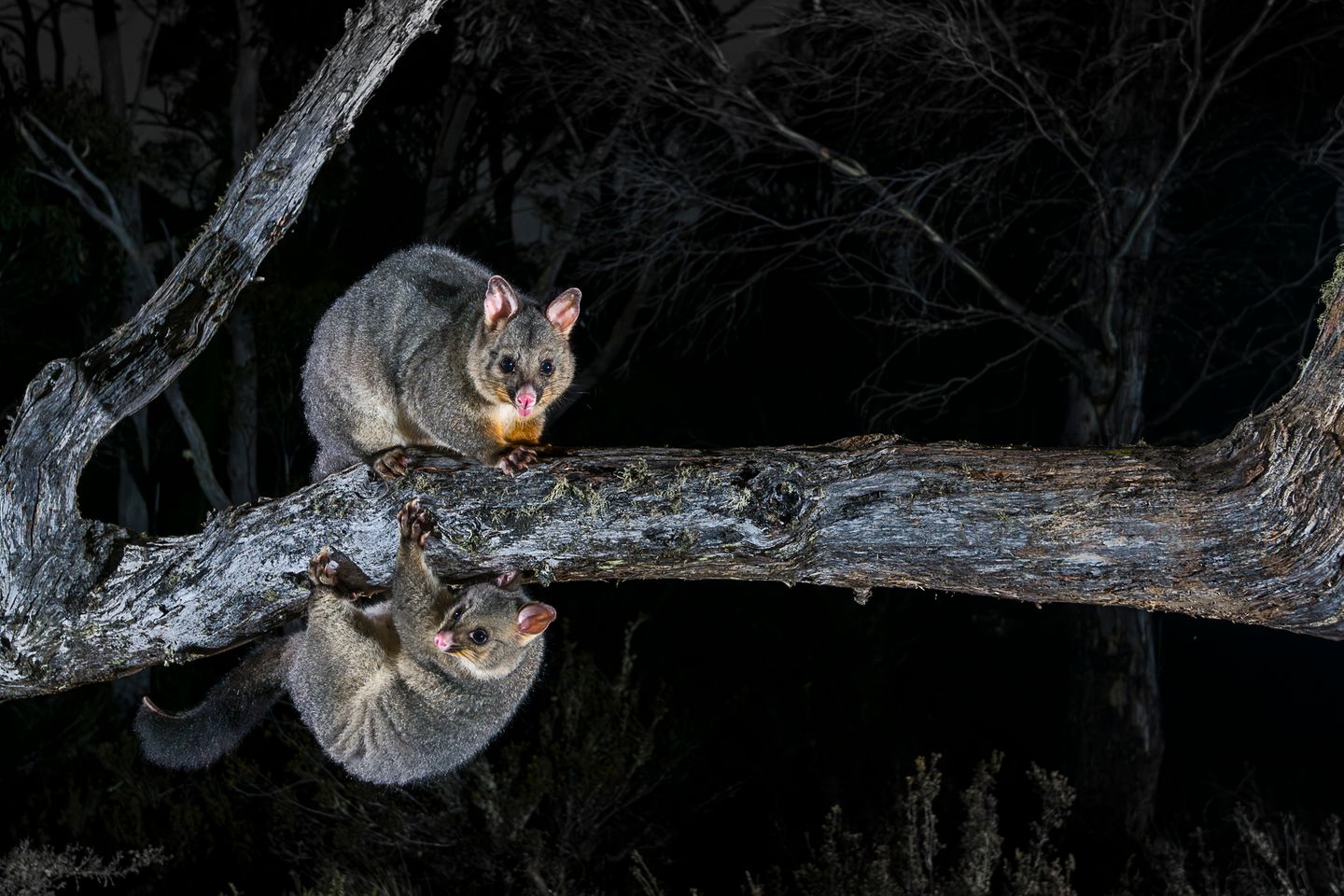 Eigentlich wollte Charls Davis in Miena, einem kleinen Ort im Hochland Tasmaniens, Beutelmarder fotografieren. Stattdessen fing seine Kamerafalle diese beiden Fuchskusus (Trichosurus vulpecula) ein. 
