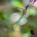 Die Violettscheitel-Flaggensylphe (Loddigesia mirabilis), ein Kolibri, kommt nur noch in den Bergwäldern des nördlichen Perus vor. Die Art ist durch menschliche Bautätigkeiten, Abholzung und Landwirtschaft stark bedroht. Mit ihren spatelförmigen Schwanzfedern imponieren männliche Tiere den Weibchen.