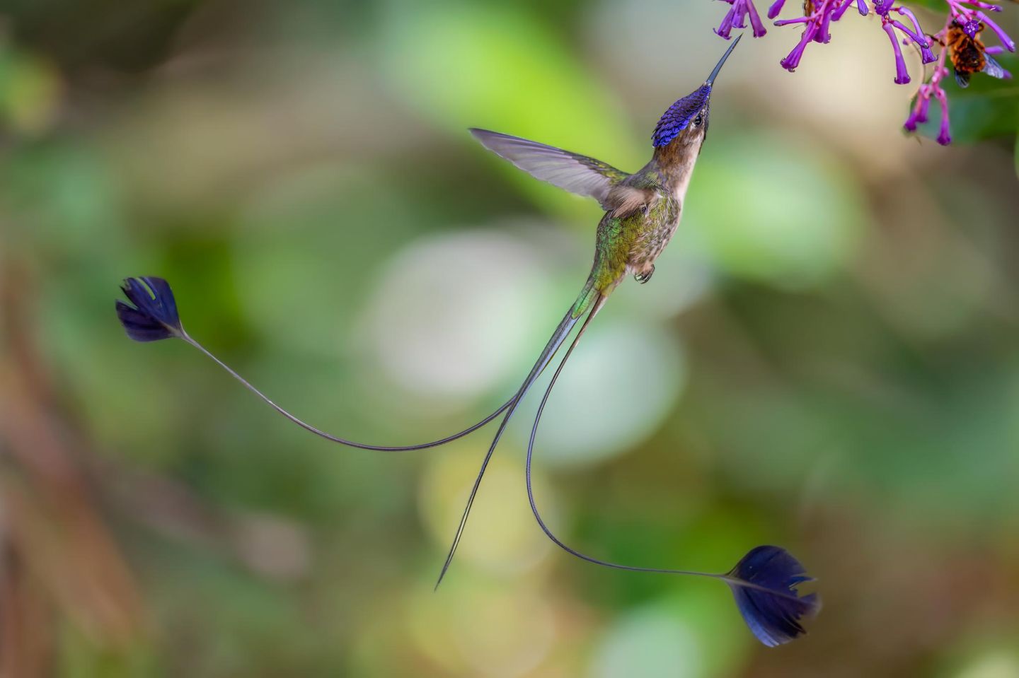 Die Violettscheitel-Flaggensylphe (Loddigesia mirabilis), ein Kolibri, kommt nur noch in den Bergwäldern des nördlichen Perus vor. Die Art ist durch menschliche Bautätigkeiten, Abholzung und Landwirtschaft stark bedroht. Mit ihren spatelförmigen Schwanzfedern imponieren männliche Tiere den Weibchen.