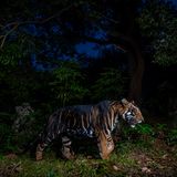 Similipal-Tigerreservat in Odisha, Indien: Das auffällige Fellmuster dieses Tieres ist die Folge einer genetischen Mutation. Wegen des sogenannten Pseudomelanismus sind seine schwarzen Streifen breiter als bei Artgenossen. Der Fotograf Prasenjeet Yadav verbrachte Monate damit, den Spuren von T12 – so der offizielle Name der Großkatze – zu folgen. Immerhin ist das Reservat 2750 Quadratkilometer groß.