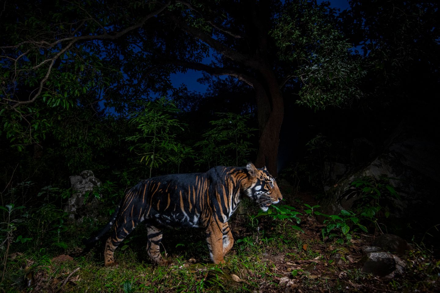 Similipal-Tigerreservat in Odisha, Indien: Das auffällige Fellmuster dieses Tieres ist die Folge einer genetischen Mutation. Wegen des sogenannten Pseudomelanismus sind seine schwarzen Streifen breiter als bei Artgenossen. Der Fotograf Prasenjeet Yadav verbrachte Monate damit, den Spuren von T12 – so der offizielle Name der Großkatze – zu folgen. Immerhin ist das Reservat 2750 Quadratkilometer groß.