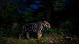 Similipal-Tigerreservat in Odisha, Indien: Das auffällige Fellmuster dieses Tieres ist die Folge einer genetischen Mutation. Wegen des sogenannten Pseudomelanismus sind seine schwarzen Streifen breiter als bei Artgenossen. Der Fotograf Prasenjeet Yadav verbrachte Monate damit, den Spuren von T12 – so der offizielle Name der Großkatze – zu folgen. Immerhin ist das Reservat 2750 Quadratkilometer groß.