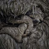 La Selva Biological Station, Costa Rica: Eine Braunkehl-Faultiermutter hält ihr Junges schützend in ihren Armen. Nur drei Bäume weit hätten sich Mutter und Kind innerhalb einer Woche bewegt, erzählt der Fotograf, Dvir Barkay.