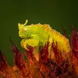 Mit kräftigen Klauen bewehrt, wartet die neongrüne Nymphe einer Lauerwanze auf Beute. Einmal geschnappt verbeißt sich die Nymphe in ihr Opfer, injiziert ihm ein lähmendes Gift – um es dann auszusaugen.