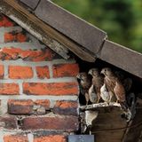 Von seinem Wohnzimmer aus konnte der Fotograf Peter Lindel junge Turmfalken kurz vor ihrem ersten Flug beobachten.