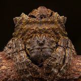 Nationalpark Khao Phra Thaeo in Phuket, Thailand: Bei Tag treibt sich das Spinnenpärchen der Gattung Caerostris zu Tarnzwecken auf Baumrinden umher. Erst bei Einbruch der Dämmerung kehrt es zurück in sein Netz. Auf dem Hinterleib des Weibchens sitzt das etwa drei- oder viermal so kleine Männchen und wartet, um sich mit ihm zu paaren, sobald es geschlechtsreif ist. 