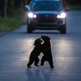 Im Licht der Frontscheinwerfer spielen zwei kanadische Bärenjungen – mitten auf der Straße. Dabei lassen sich junge Bären nur selten allein blicken, sondern sind meist im Schutz ihrer Mutter unterwegs. Bei dem Anblick im dämmernden Jasper-Nationalpark in der kanadischen Provinz Alberta fühlte sich der Fotograf an eine Theaterszenerie erinnert.