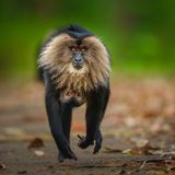 Valparai, ein Bergdorf in den indischen Westghats: Diese Affenmutter trägt ihr Junges kopfüber. Bartaffen gehören zu den am stärksten gefährdeten Makakenarten der Welt.