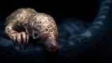 Tapfer klammert sich der junge Pangolin an die warme Decke. Er kam in einem Rettungszentrum in Südafrika zur Welt, nachdem seine Mutter aus der Gefangenschaft bei Wilderern gerettet wurde und kurz nach der Geburt dieses Kerlchens hier verstarb. Der Pangolin ist eine der am häufigsten gehandelten Tierarten weltweit.