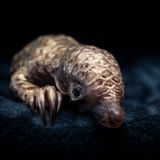 Tapfer klammert sich der junge Pangolin an die warme Decke. Er kam in einem Rettungszentrum in Südafrika zur Welt, nachdem seine Mutter aus der Gefangenschaft bei Wilderern gerettet wurde und kurz nach der Geburt dieses Kerlchens hier verstarb. Der Pangolin ist eine der am häufigsten gehandelten Tierarten weltweit.