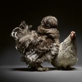 Auch die Vielfalt der Rassen verleiht der Hühnerfotografie einen besonderen Reiz. "Hühner können sehr rustikal sein. Sogar elegant. Oder eben flauschig", so die Künstler. 