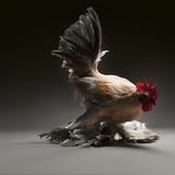 Das Federfüßige Zwerghuhn gehört zu den ältesten europäischen Zwergrassen. Es zeichnet sich durch seine üppige, fast stiefelartige Befiederung an den Läufen und Zehen aus.