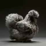Das Zwerg-Seidenhuhn zählt zu den ältesten und exzentrischsten Hühnerrassen aus China. Aufgrund einer Genmutation besitzt es keine stabilen Federhaken. Das verleiht ihm seine namensgebende seidenweiche Struktur, die sich eher wie Fell anfühlt.