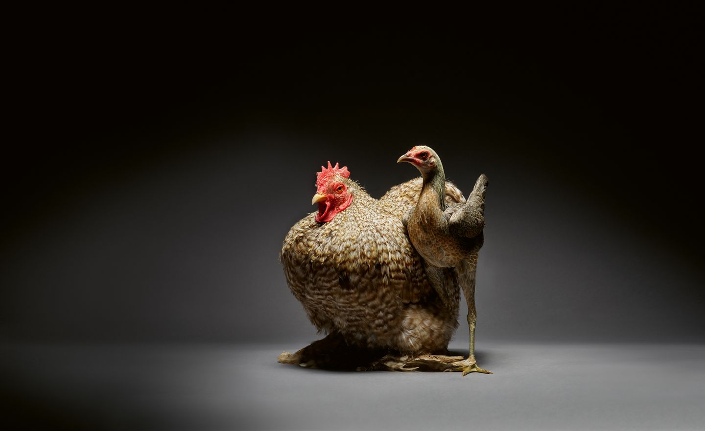 Athletischer Körperbau, aufrechte Haltung, furchtloses Wesen: Dem Kampfhuhn rechts sieht man seinen Artnamen an, besonders im Vergleich zum beleibten Cochin-Huhn. Für das Tier gilt aber auch: Wie den meisten Hühner ist ihm Empathie nicht fremd. Ein Experiment der britischen Verhaltensforscherin Joanne Edgar zeigte, dass Hühner sich in die Lage anderer Hühner hineinversetzen können – auch wenn sie ziemlich anders aussehen. 