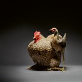 Athletischer Körperbau, aufrechte Haltung, furchtloses Wesen: Dem Kampfhuhn rechts sieht man seinen Artnamen an, besonders im Vergleich zum beleibten Cochin-Huhn. Für das Tier gilt aber auch: Wie den meisten Hühner ist ihm Empathie nicht fremd. Ein Experiment der britischen Verhaltensforscherin Joanne Edgar zeigte, dass Hühner sich in die Lage anderer Hühner hineinversetzen können – auch wenn sie ziemlich anders aussehen. 