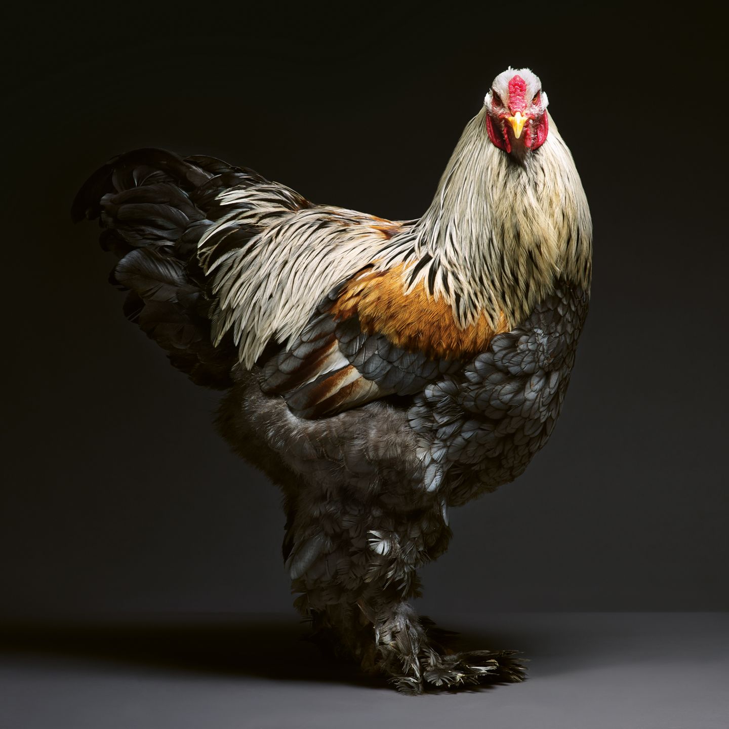 Posieren, Stolzieren, in die Ferne blicken – das können Hühner ganz ohne Anweisung, schreiben die beiden Fotografen in ihrem Buch. Die Tiere seien deshalb geborene Models.