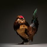 Die Zucht bringe exotisch anmutende Vögel hervor und sei auch ein Zeichen zunehmender Entfremdung von der Natur. Gleichzeitig vermögen die Fotografen sich der Faszination dieser Tiere nicht zu entziehen. Damit sind sie offenbar nicht allein: In den Sozialen Medien scheinen Hühnervideos den beliebten Katzenvideos kaum noch in etwas nachzustehen. "Es reicht, wenn ein Huhn im Sonnenschein den Kopf schief hält."