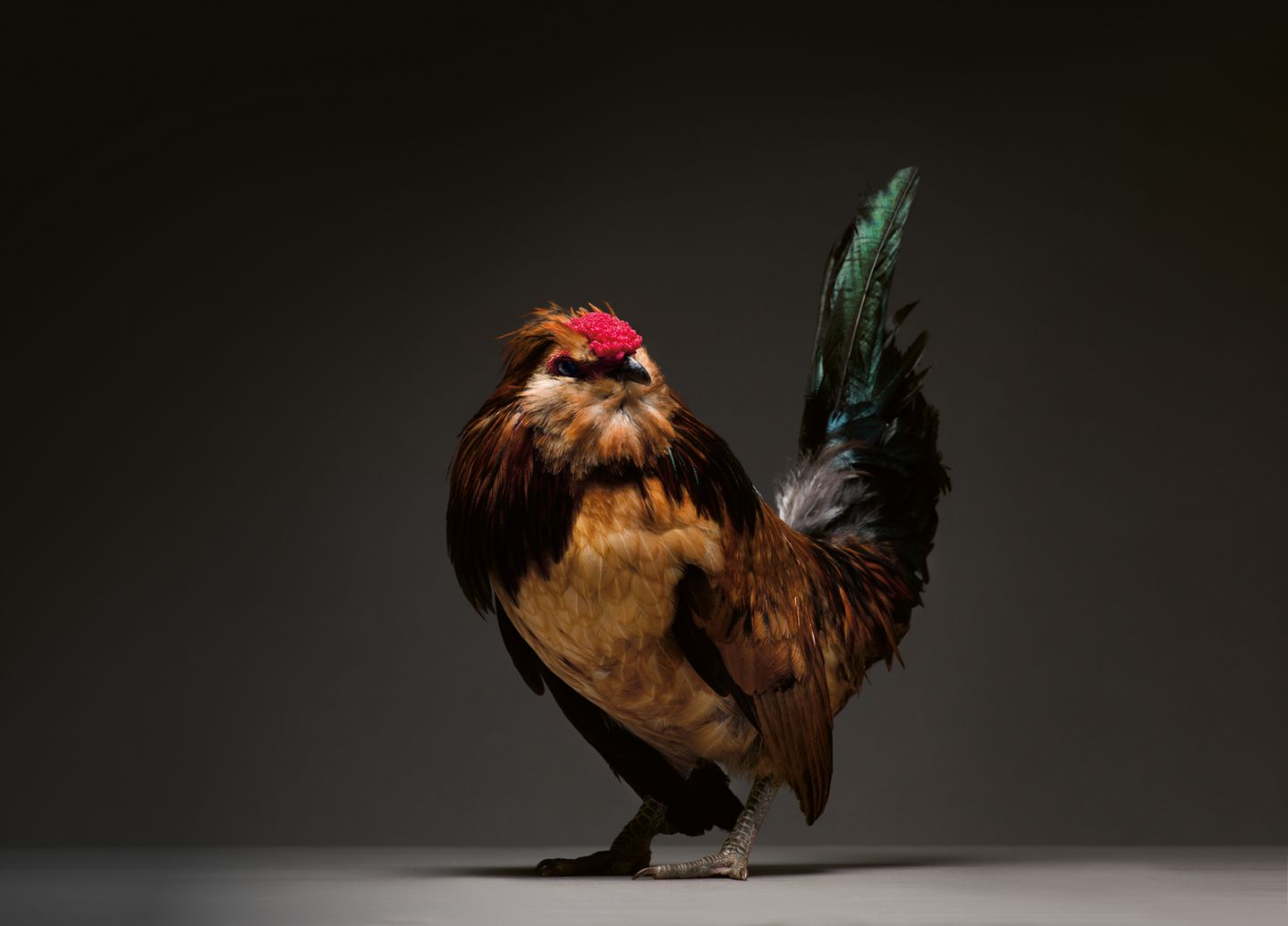 Die Zucht bringe exotisch anmutende Vögel hervor und sei auch ein Zeichen zunehmender Entfremdung von der Natur. Gleichzeitig vermögen die Fotografen sich der Faszination dieser Tiere nicht zu entziehen. Damit sind sie offenbar nicht allein: In den Sozialen Medien scheinen Hühnervideos den beliebten Katzenvideos kaum in etwas nachzustehen. "Für viele Klicks reicht es, wenn ein Huhn im Sonnenschein den Kopf schief hält."