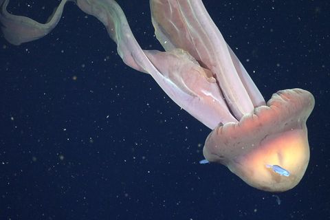 Tiefsee: So lang wie ein Bus: Forschende filmen seltene Riesenqualle vor Argentinien