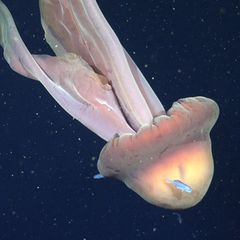 Tiefsee: So lang wie ein Bus: Forschende filmen seltene Riesenqualle vor Argentinien