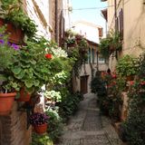 Altstadtgasse mit Blumen  in Spello  im Sommer