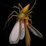 Spinne frisst Termite