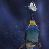 Bienenfresser und Schmetterling