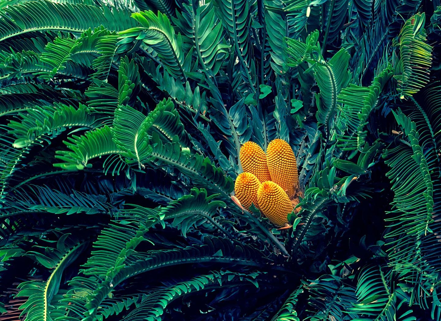 Eine Encephalartos Woodii Pflanze