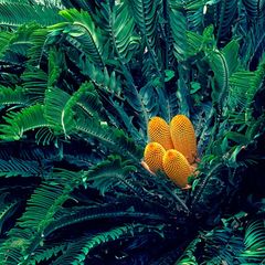 Eine Encephalartos Woodii Pflanze