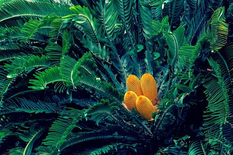 Eine Encephalartos Woodii Pflanze