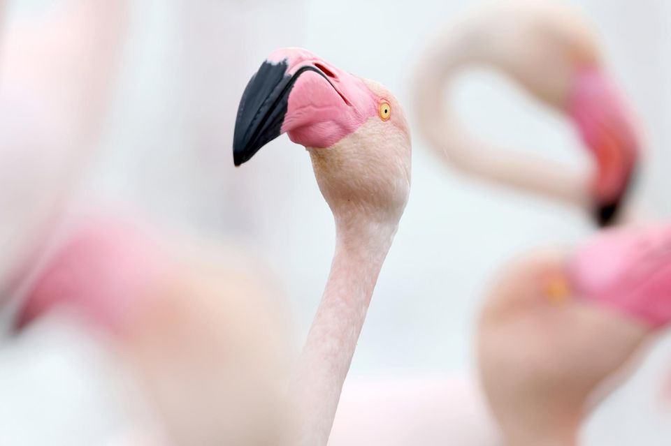 Diese Bilder Zeigen Sch nheit Der Natur Im Detail GEO diese-bilder-zeigen-sch-nheit-der-natur-im-detail-geo
