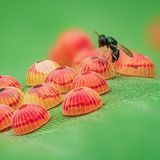 Wespe und Bananenfaltereier